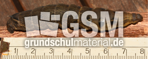 Mittlerer Weinschwärmer (11).jpg